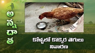 How To Protect  Poultry From Ranikhet Disease