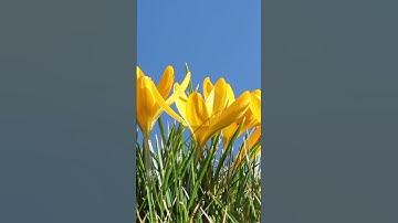 #بيشة_قادر_الكردي #سورة_البلد الآيات من 11 إلى 16