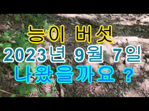 <strong>능이</strong> <strong>버섯</strong> 산행 2023년 9월 7일 강원도 홍천