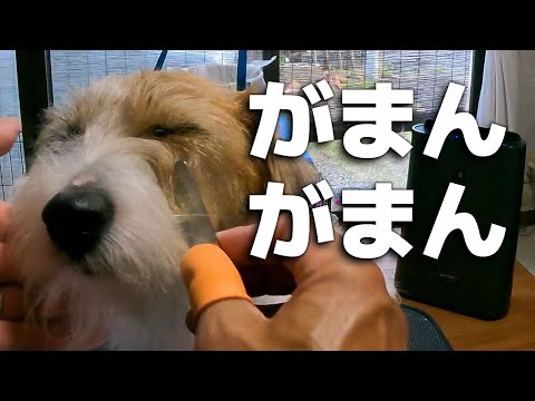 大嫌いな部分を触られるトリミングでも我慢でこなすジャックラッセルテリア