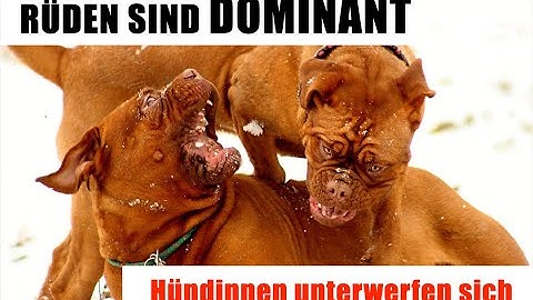 Irrtümer über Dominanz bei Hunden und Menschen