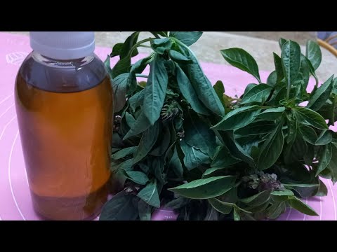 طريقة تحضير زيت الريحان مع ذكر بعض فوائده