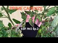 Esperimento Nr2 Ep.2 Primi segni di carenze delle piante cavie