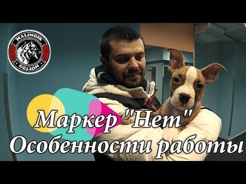 Дрессировка щенка. Работа с маркером "Нет". Начальный этап