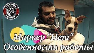 Дрессировка щенка. Работа с маркером 'Нет'. Начальный этап