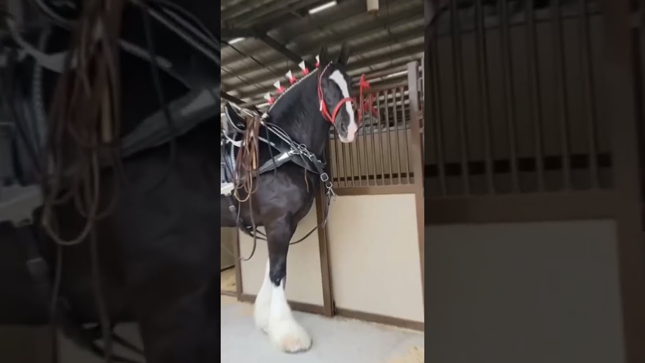 Clydesdale Horse Shorts Animallover