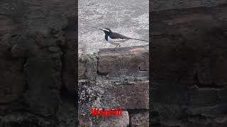 Wagtail bird/ khanjan pakshi #wagtail #trendingshorts #shorts