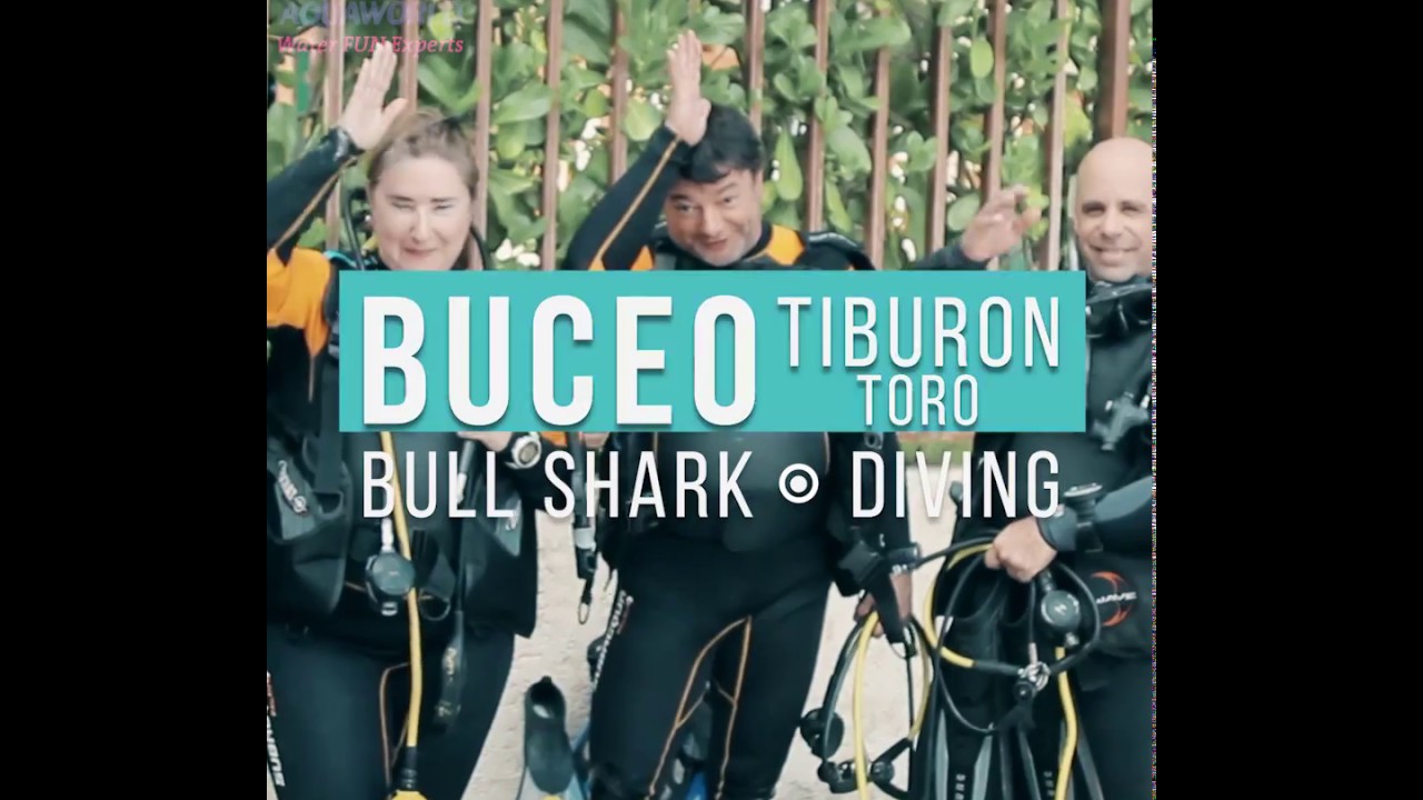 Bull shark diving Mexico | No cage required