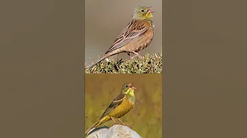 Ortolan Bunting Call صوت درسة الشعير دخن 