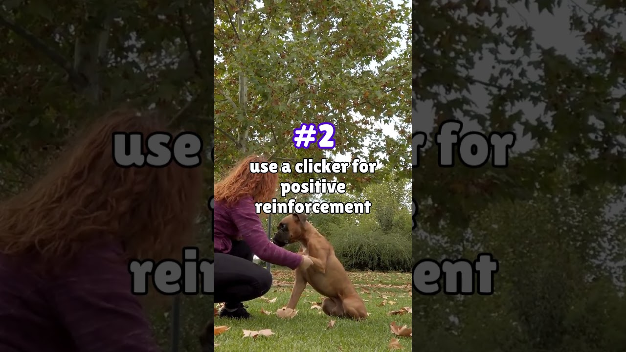 3 proven tips to train your reactive dog  