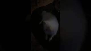 Look At The Puppies For Alive