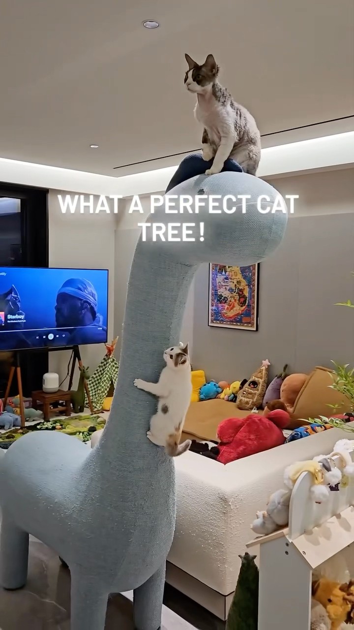 #JasonDeruloTV // Cat Tree ? #GotPermissionToPost From IG @bondev_cat #GladUCame