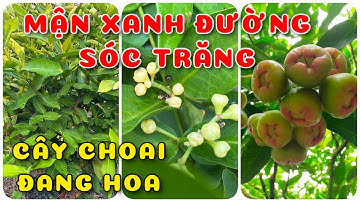 Cây Mận xanh đường Sóc Trăng cây choai đang hoa | 0386569374 - Ngọc Ngân Bến Tre | Chuyên cây độc lạ