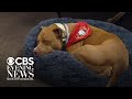 A dog's journey after being left at a Texas firehouse