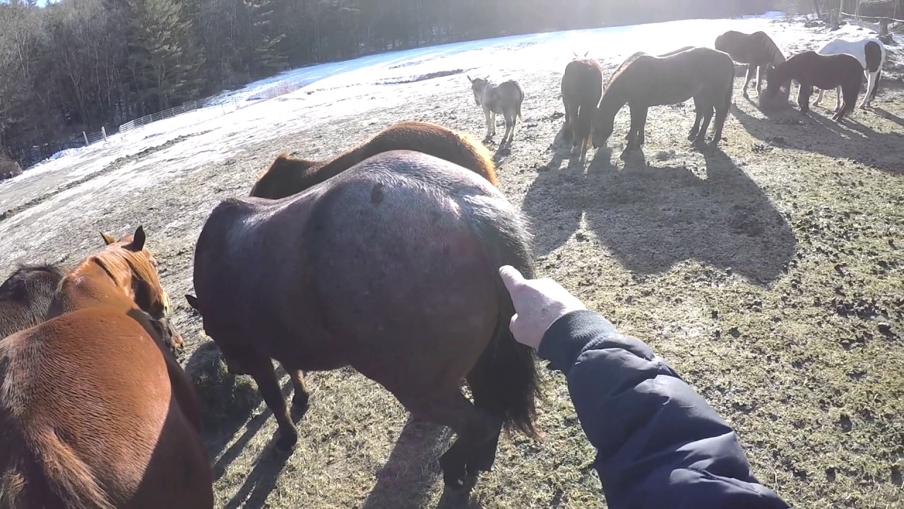 Catching a horse in a herd/pasture..Jan. 15, 2017 YouTube