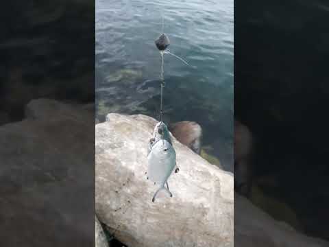 صيد ثلاث سمكات بالومينة في ضربة واحدة بالقصبة فيكس