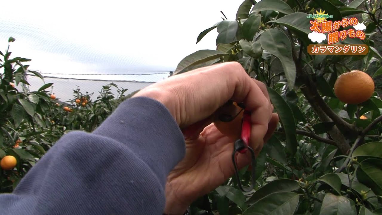 JAえひめ中央の太陽からの贈りもの【カラマンダリン】