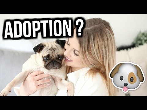 Choses à Savoir Avant Dadopter Un Chien Youtube