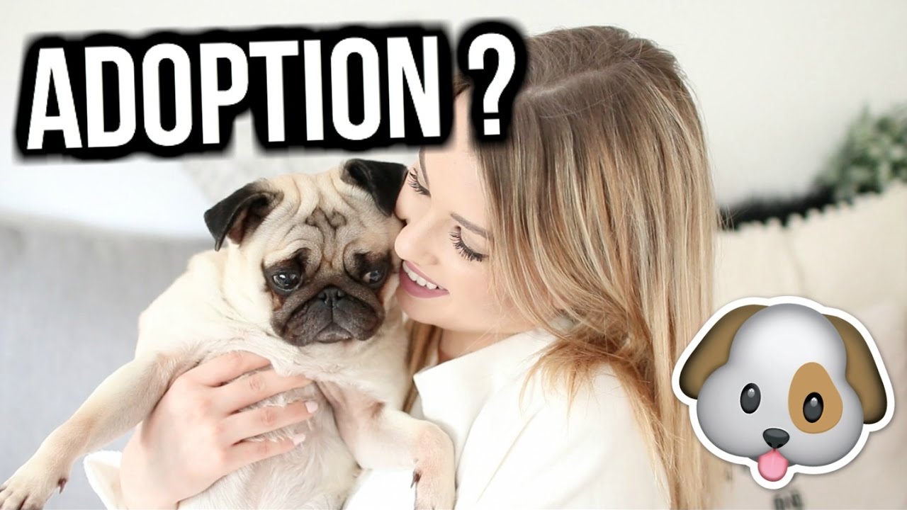CHOSES À SAVOIR AVANT D'ADOPTER UN CHIEN !