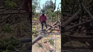 #meliadubia #malbarneem #agribusiness #woodworking #farming #farmersfirst #farmerssupport #profit