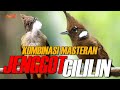 MASTERAN CILILIN VS CUCAK JENGGOT | AUDIO HD