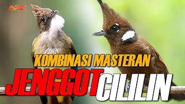 MASTERAN CILILIN VS CUCAK JENGGOT | AUDIO HD