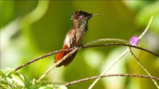 BURUNG KOLIBRI DARI BERBAGAI NEGARA ❤❤❤