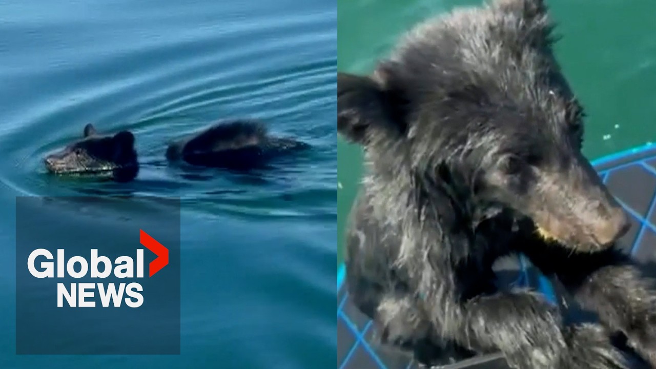 BC family rescues exhausted baby bear swimming in Okanagan Lake