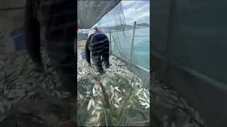 ikan telok bahang pulau pinang, 1 tan bawak pulang