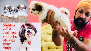 All About Shihtzu Breed Information | Price and How to Start a Profitable Dog Breeding Business.
