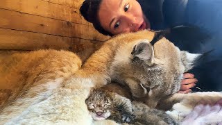 Lynx Umka has an unexpected continuation of labor
