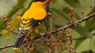 Titiek Sandhora -  Manuk podang ( Bowo colect.  )