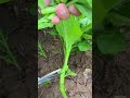 #Planting Tips #Mugwort #Qiqi in the Countryside#86ec2