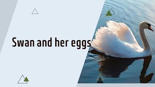 Switzerland| Beautiful swan and her eggs| Spring time