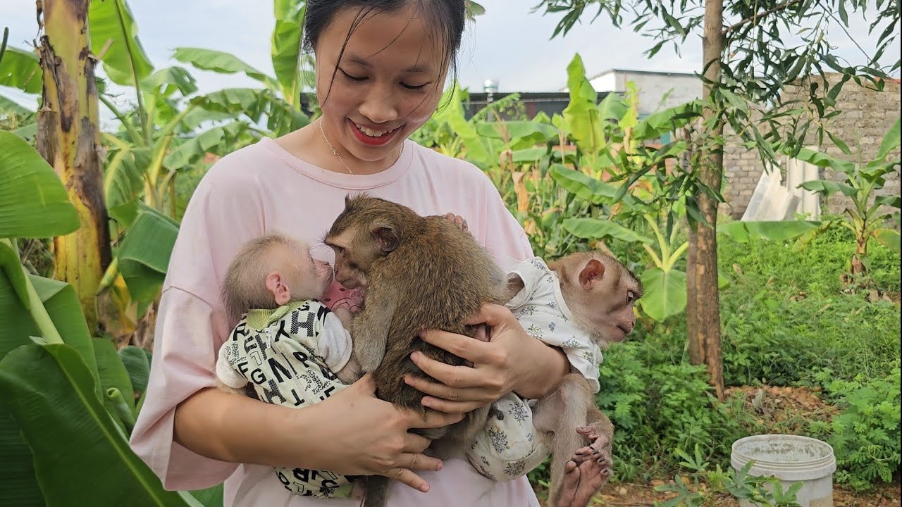 Обезьянка Наху посещает Ламбо и встречает нового друга-обезьянку по имени Би.