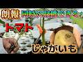じゃがいもトマトを欲しいなら【園芸のぶチャンネル】【接木】