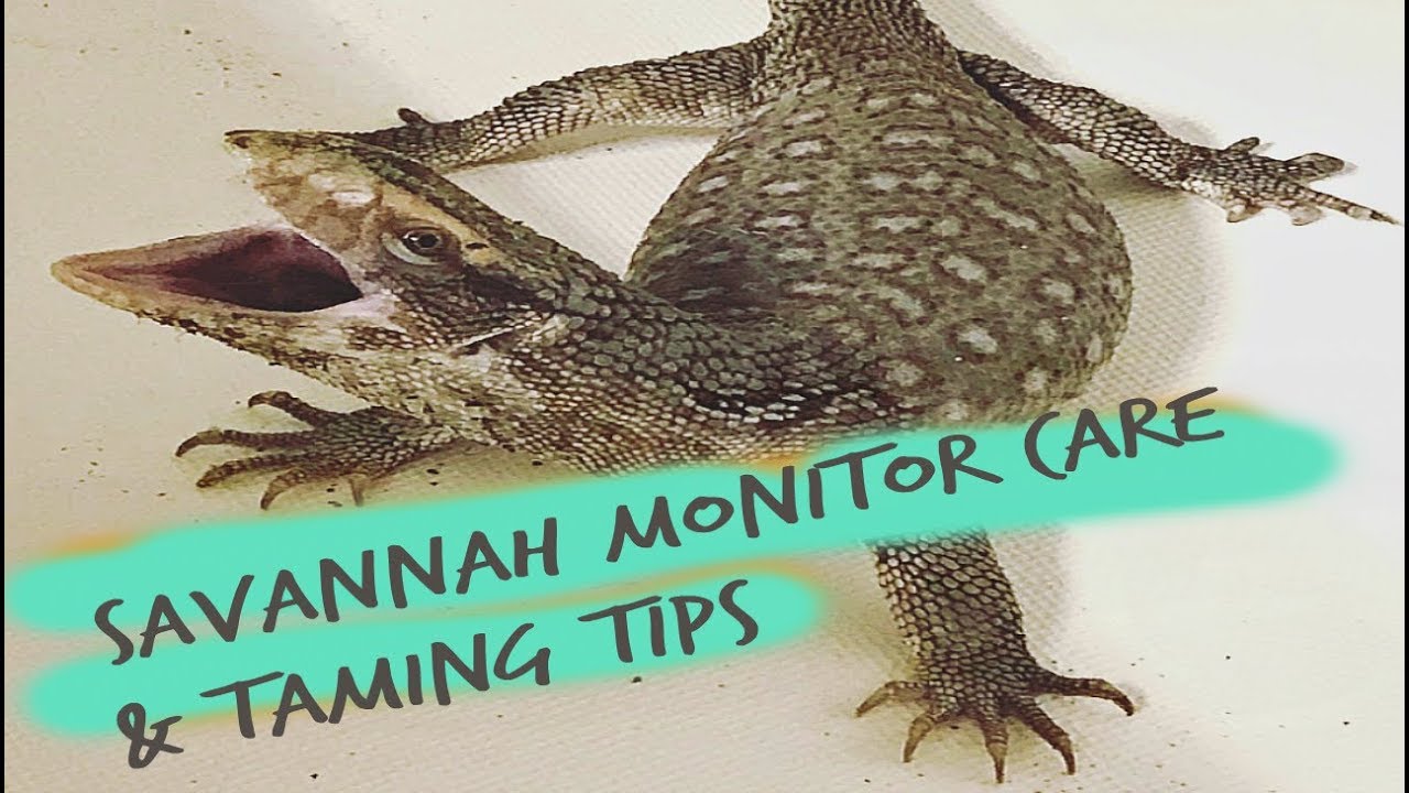 Savannah monitor care and taming tips 