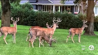 Farmington Hills and other communities consider deer management proposal