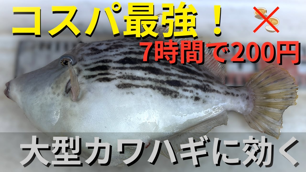 カワハギ餌でアサリより釣れる！最強エサの釣り結果は・・