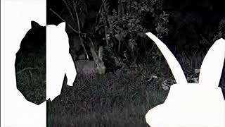 ECS:R Easter Sale Teaser