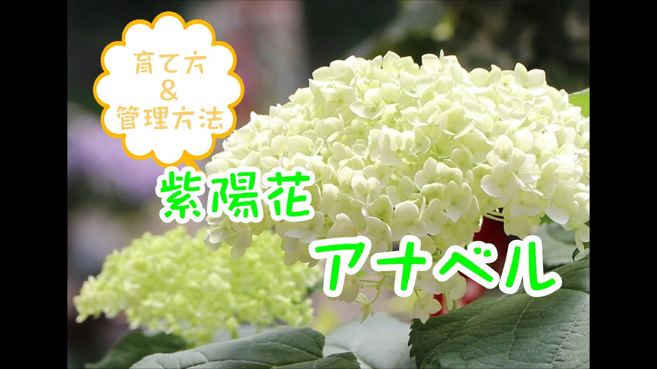 紫陽花 アナベルホワイト Youtube