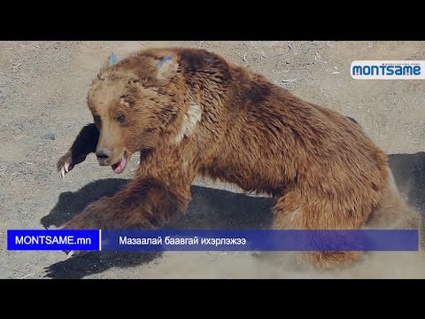 Видео: Баавгай махчин амьтан мөн үү?