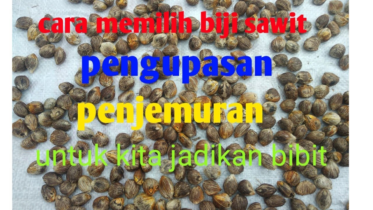 cara memilih popok dan buah sawit untuk di jadikan bibit part 3
