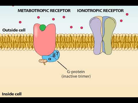 Video: I jämförelse med jonotropa receptorer metabotropa receptorer?