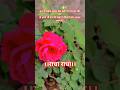 राधा राधा सॉन्ग।#trendingsong#radharadhasong#radhasong#radhaviralsong#viralsongonradha#garden