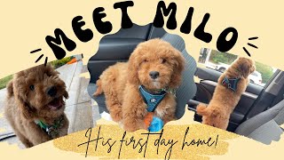 Meet our Mini Goldendoodle puppy Milo !