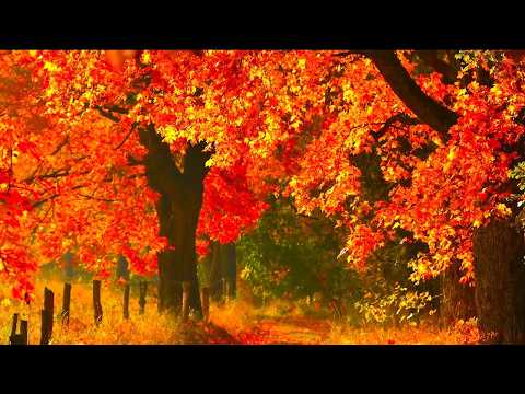 "Awakening Autumn Forest" Beautiful Relaxing Music, Peaceful Instrumental Music by Tim Janis