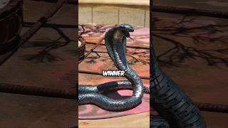 Black Mamba vs. King Cobra Who Wins the Ultimate