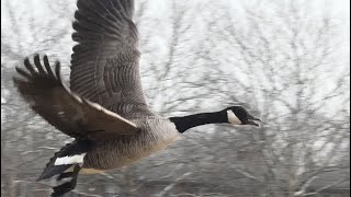 Download Lagu Spotted Groups Of The Local Resident Geese Amongst The Flock December 23, 2025 MP3