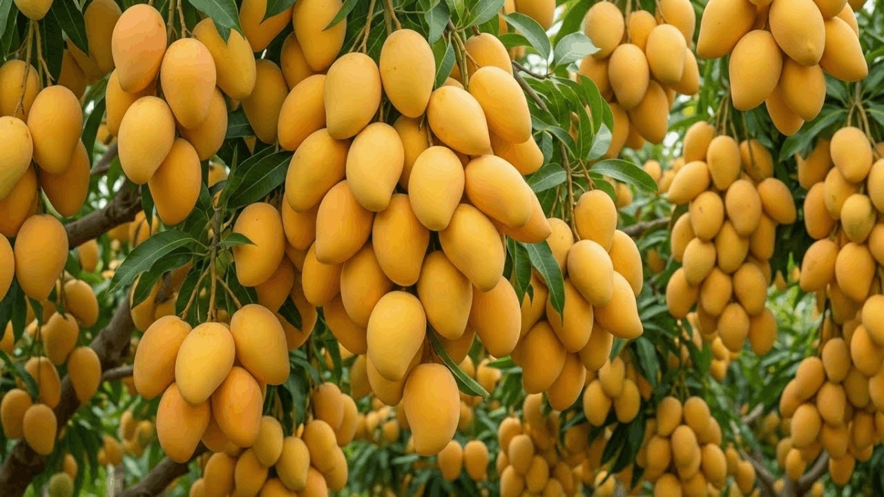 Así es la COSECHA DE MANGO con Maquinaria Moderna en México | Todo el Proceso